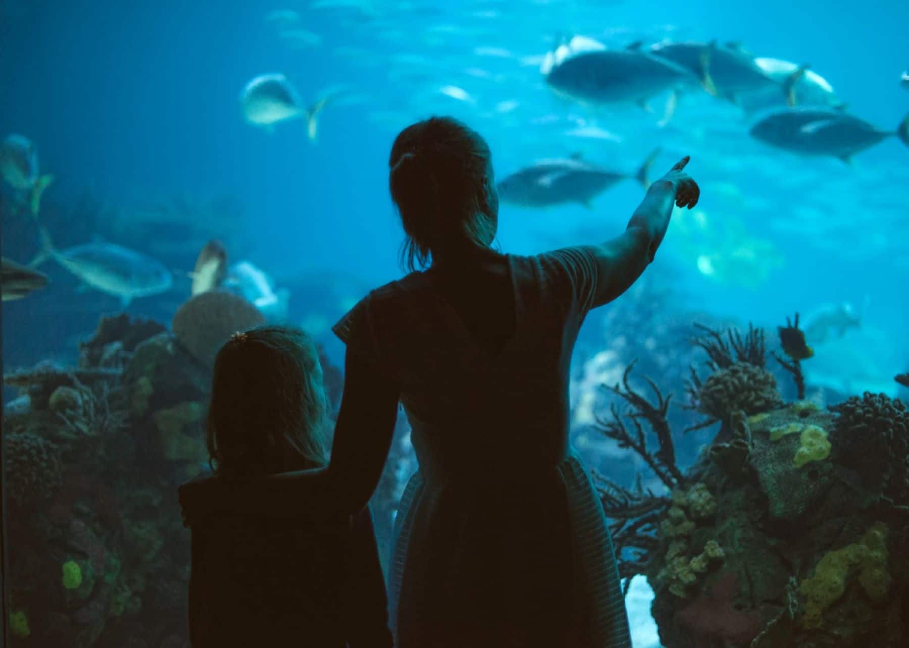 How To Make The Most Of Your Day At The Outer Banks Aquarium Pirate S Cove Realty