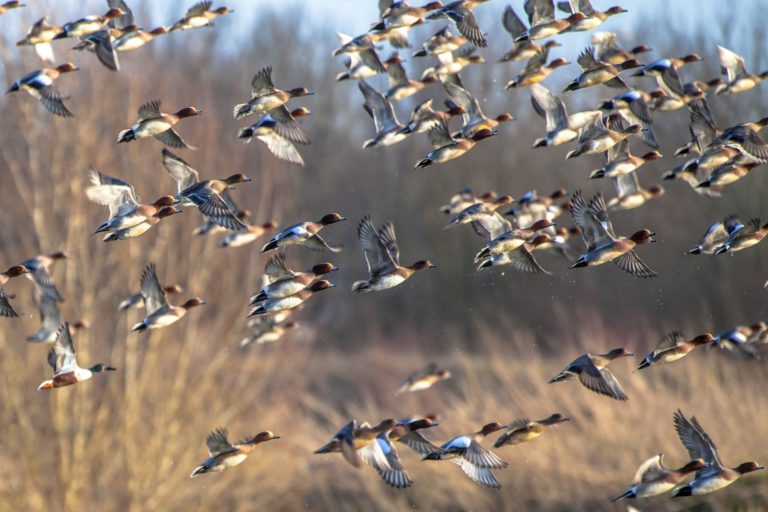 a flock of ducks flying over the water