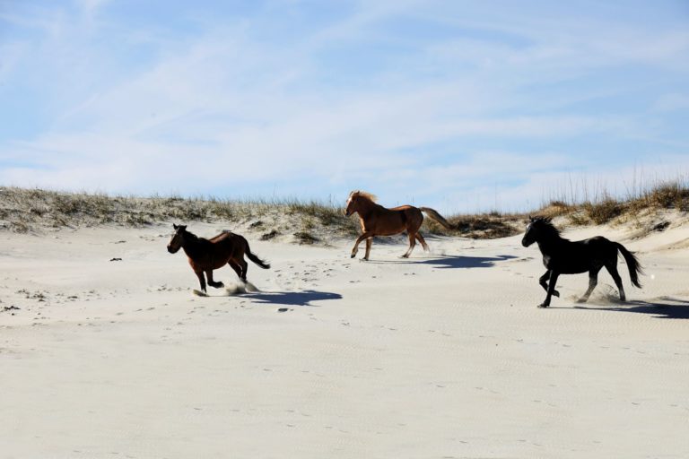 wild horses on beach in outer banks