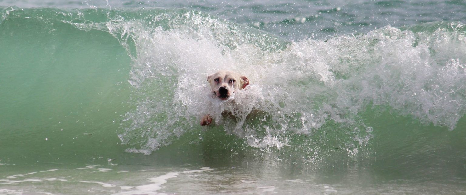 7 Fun Things To Do With Dogs In The Outer Banks Pirate’s Cove Realty