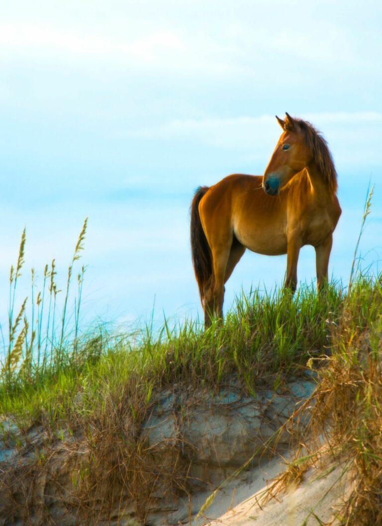 Wild horse on the beach of the Outer Banks NC