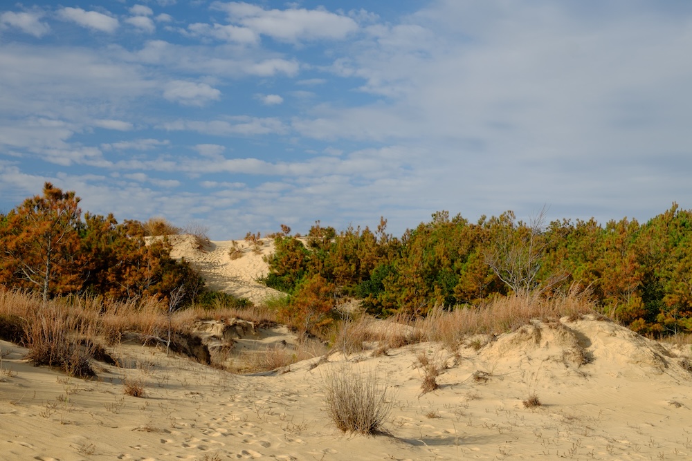 Scrub Brush and smaller trees growing on the sand dunes of Cape Hatteras North Carolina