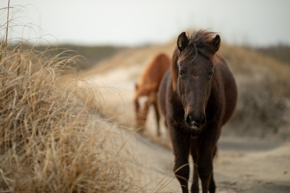 Wild horses in Corolla, NC.