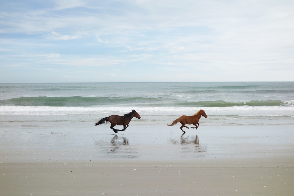 Two horses running on a beach at daytime