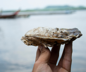Holding an oyster.