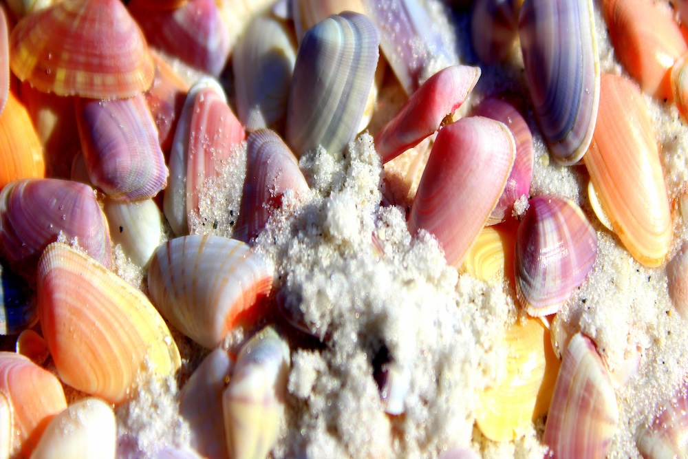 coquina shells in the sand