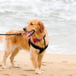 Pet-Friendly Vacation to the Outer Banks