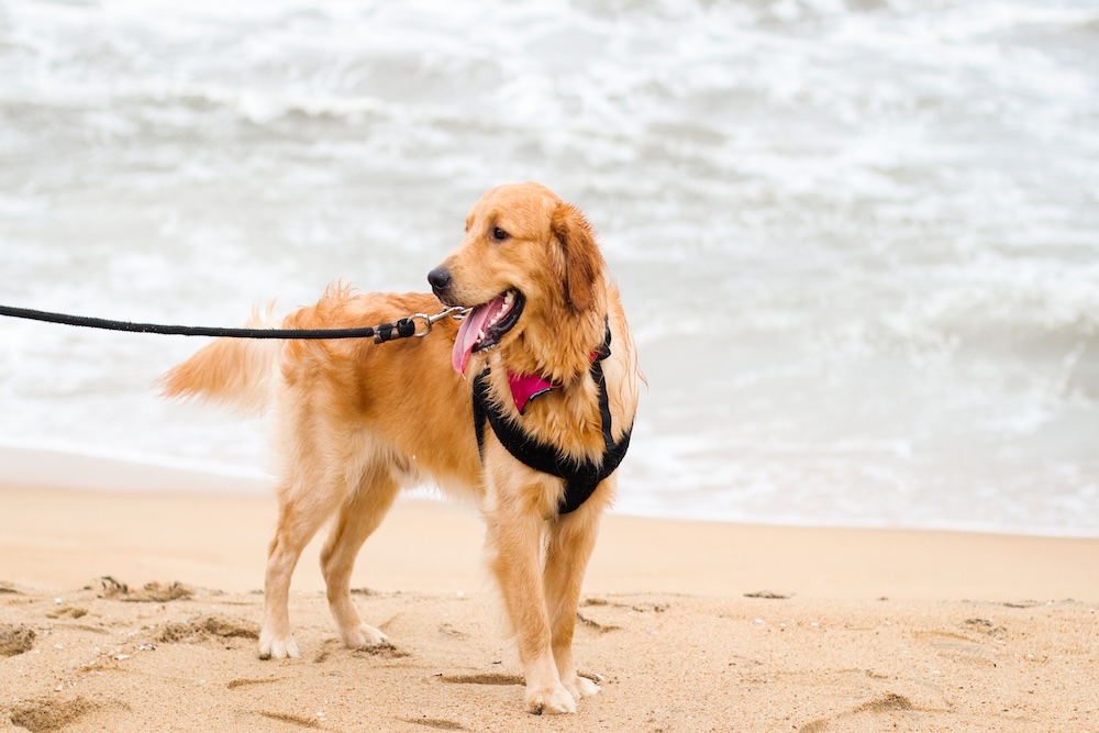 Pet-Friendly Vacation to the Outer Banks