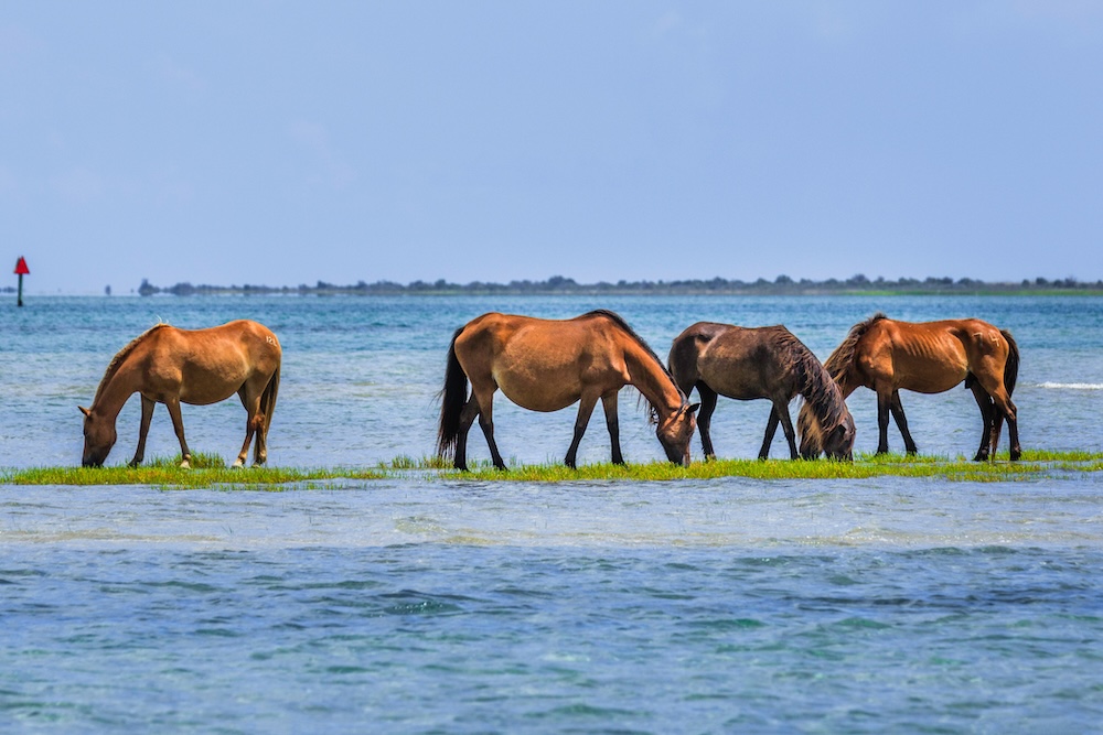 wild horses grazing on grass of a sandbar in the Outer Banks