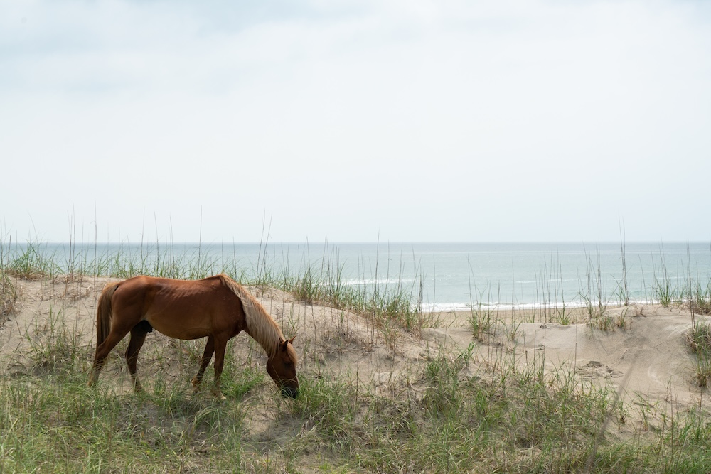Outer Banks wild horse eating dune grass on the beach