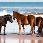 Herd of Wild Spanish Mustang Horses walking on the beach in the Outer Banks, NC