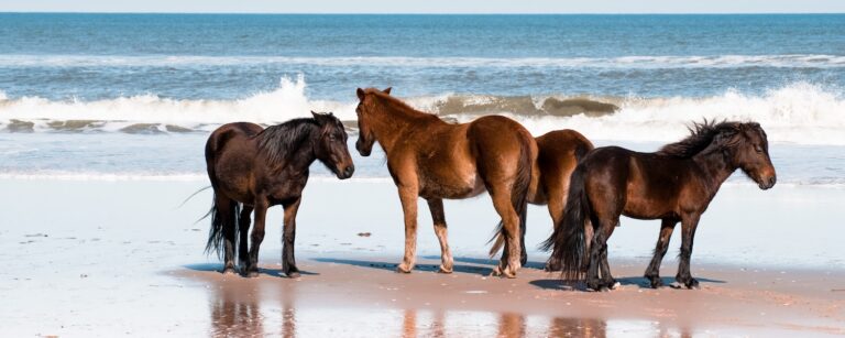 Herd of Wild Spanish Mustang Horses walking on the beach in the Outer Banks, NC