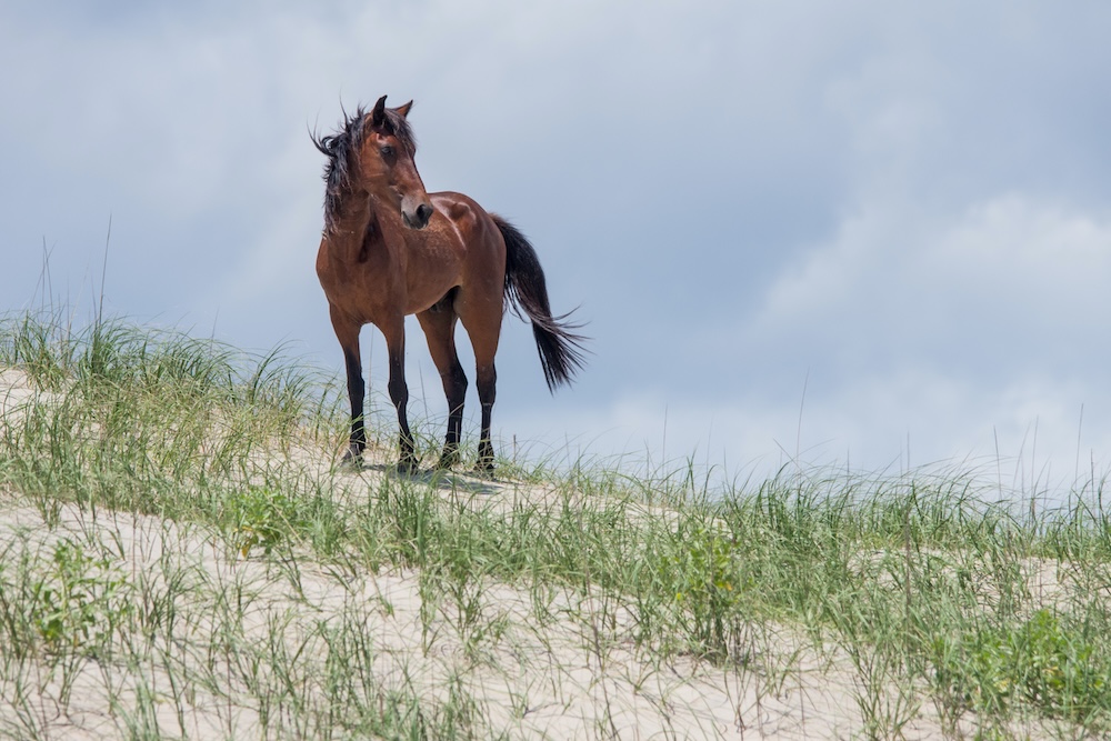 Wild Colonial Spanish Mustangs on the dunes and beach in northern Currituck Outer Banks
