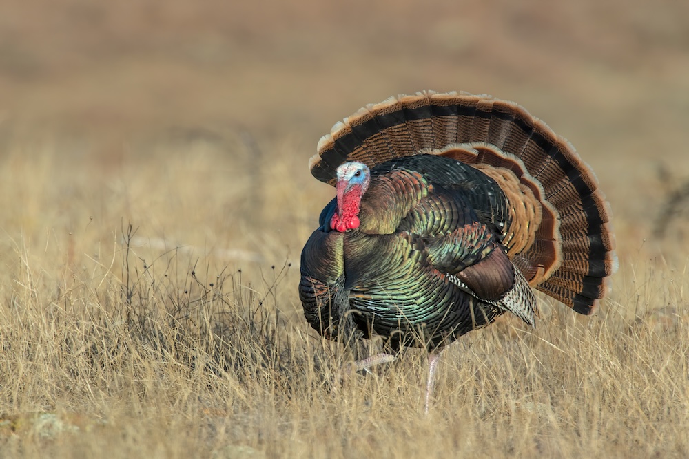 Wild turkey in a field