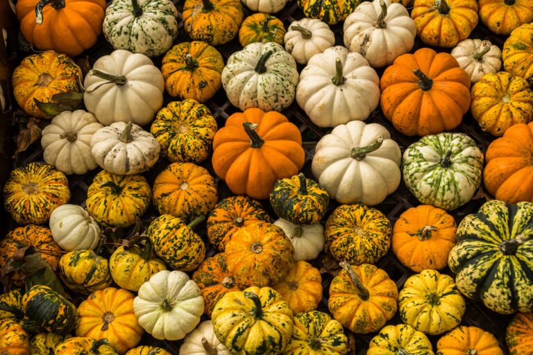 Thanksgiving Background Image